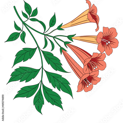 Coral Trumpet Flowers with Green Leaves on a White Background bloom botanical