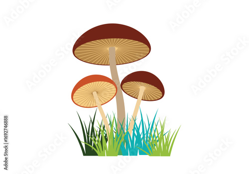 Several brown and orange mushrooms growing up through green and blue grass