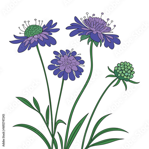 Four purple and lavender scabiosa flowers with green leaves on white Keywords: scabiosa, pincushion flower, floral, botanical