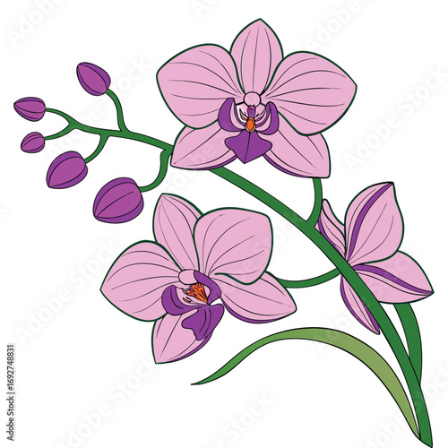 Pink Orchid Flowers and Buds with Green Leaves Illustration on White Keywords: Orchid, flower, floral, bloom, blossom, plant