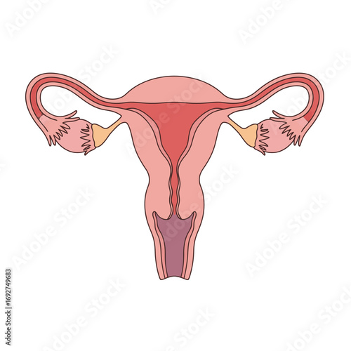 Female Reproductive System Anatomy Illustration