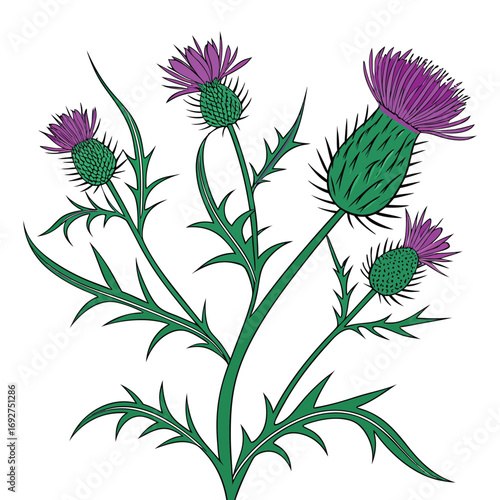 Purple Thistle Flowers with Green Spiky Leaves on White Background pink