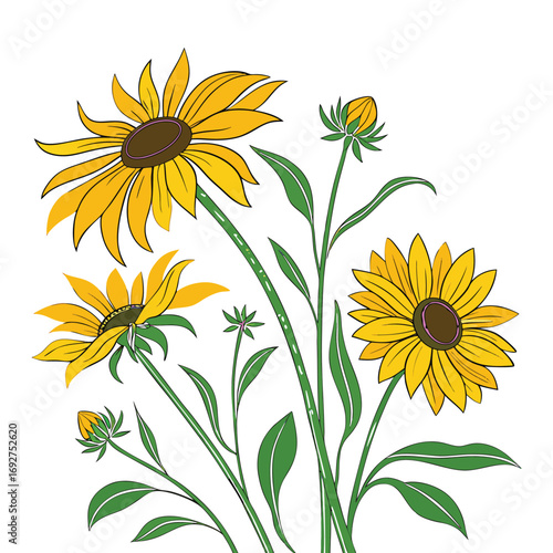 Yellow Black- Eyed Susans with Green Stems and Buds Botanical Illustration Keywords: black-eyed susan, rudbeckia, flower