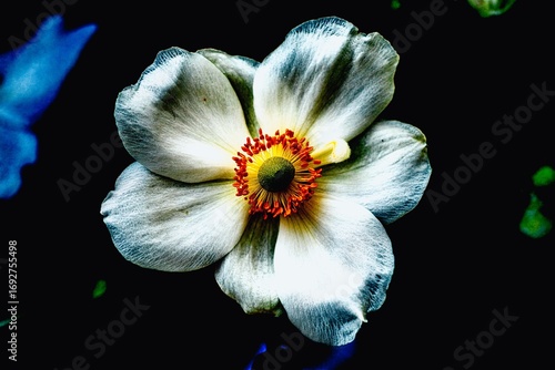macro shot of a beautiful white daffodil