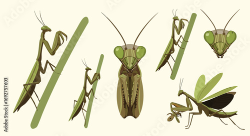 Diverse praying mantis vector illustrations showing various poses and details Insect Predator Wildlife Green Cartoon Flat
