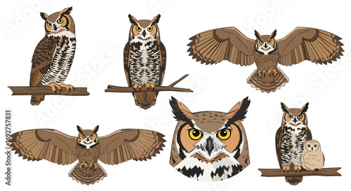 Vector illustration pack of great horned owls poses wildlife birds avian nocturnal predator animal nature forest