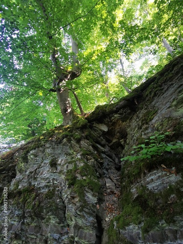 Baumwurzel klammert sich an eine moosbewachsene Felswand, darüber leuchtet dichtes grünes Laub im Sonnenlicht. Naturdetail am Urwaldsteig im Kellerwald. © Sarah Bömer