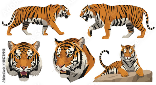 Cartoon vector illustration set of majestic tigers various poses expressions wildlife animal feline bigcat jungle fauna character design