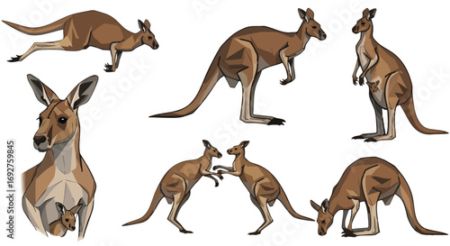 Various cartoon kangaroos different poses actions isolated white background kangaroo joey marsupial wildlife australia vector graphic illustration set