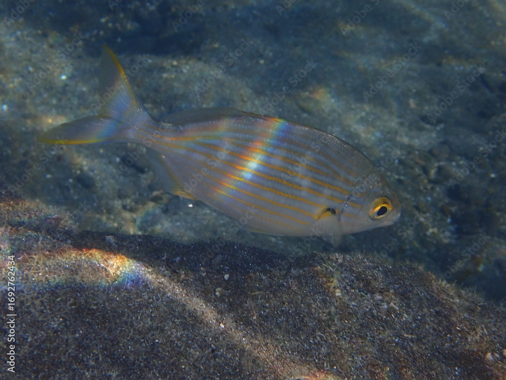 Naklejka premium Salema 