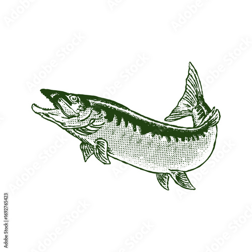 Vintage trout fish vector illustration