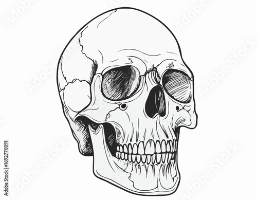Human skull in colors sketch hand drawn in doodle style Vector illustration.