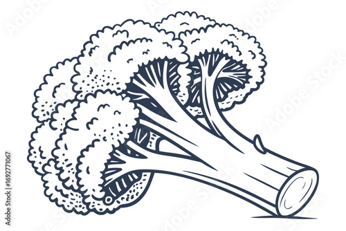 Bold outline illustration of a broccoli head with florets for healthy food advertising