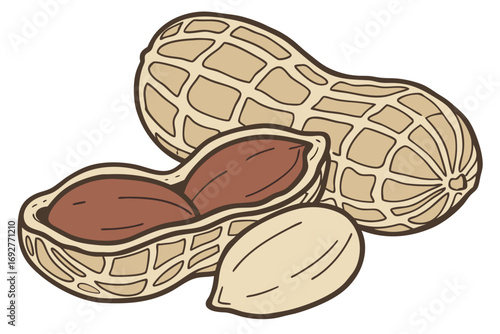 Simple illustration of peanuts in shell with a split open view