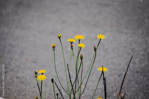 Yellow Flowers on a Neutral Background