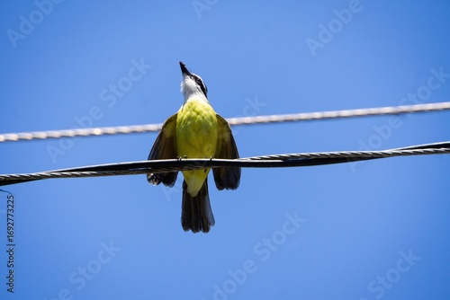 Colorful bird on a wire