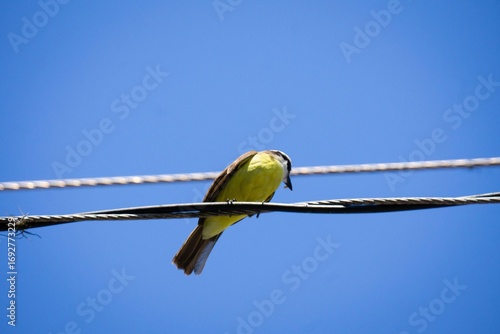 Bird on a wire against the blue sky