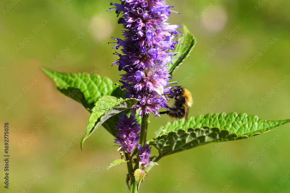 Fototapeta premium Close up Common carder bee (Bombus pascuorum), family Apidae on flowering anise hyssop (Agastache foeniculum), family Lamiaceae. Dutch garden, September