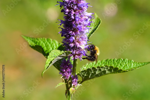 Close up Common carder bee (Bombus pascuorum), family Apidae on flowering anise hyssop (Agastache foeniculum), family Lamiaceae. Dutch garden, September
