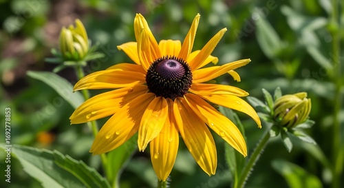 Vibrant Yellow Black Eyed Susan Flower.