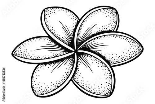 Monochrome illustration of a plumeria flower with stippled petals and radiating lines frangipani botanical
