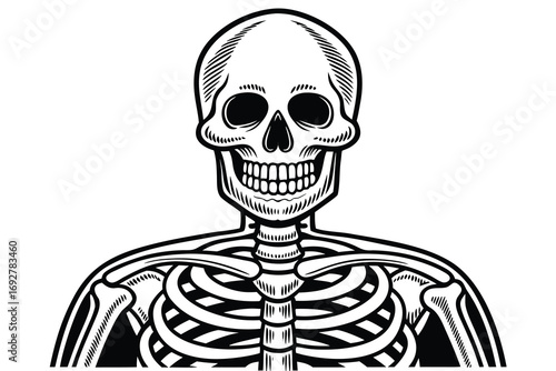 Black and white stipple drawing of a human skeleton torso and skull rib cage bones