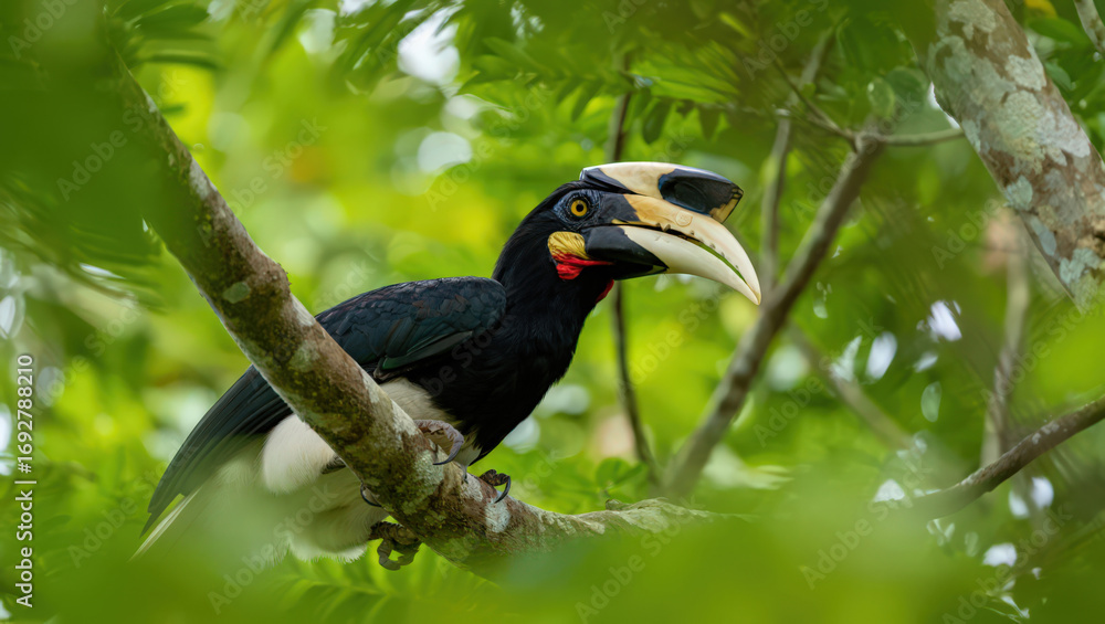 Obraz premium Captivating Wildlife Portrait of a Wrinkled Hornbill Perched Amidst Lush Greenery in a Tropical Rainforest, Showcasing its Unique Bill and Striking Plumage