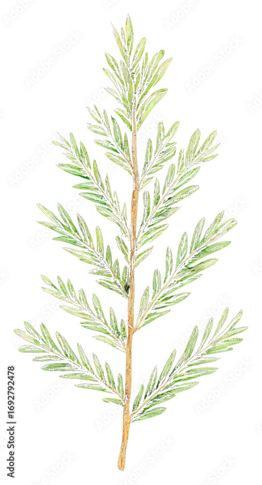 Naklejka premium PNG A christmas oat tree branch illustration plant leaf.