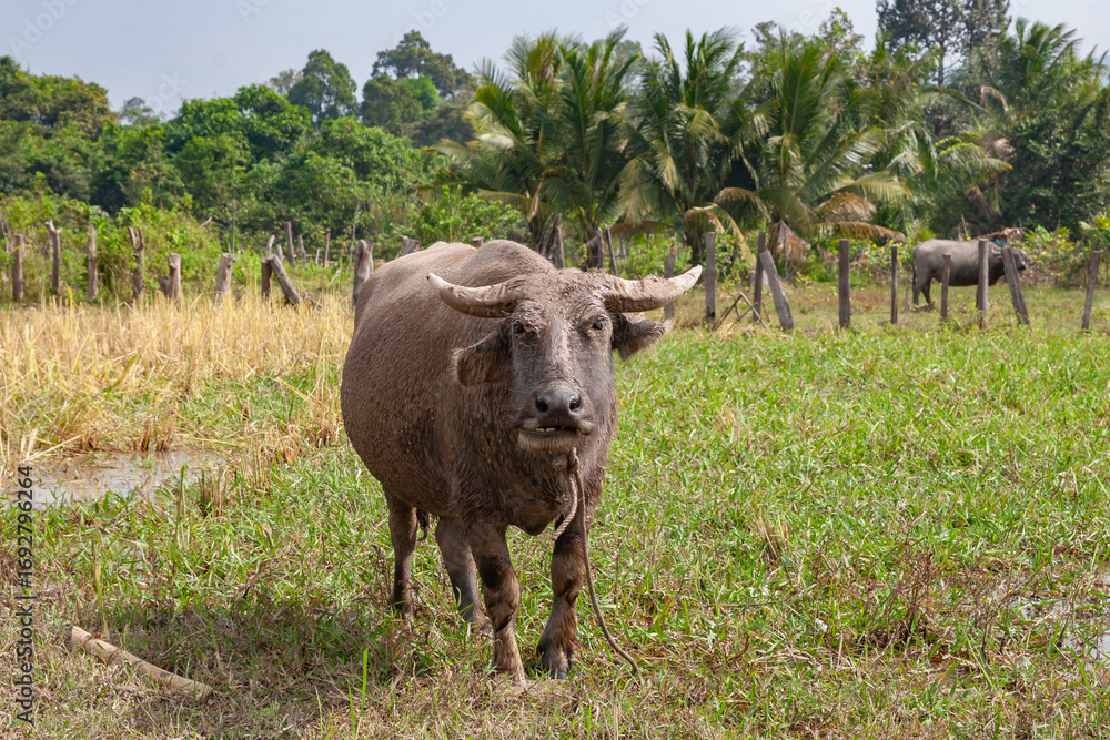 Obraz premium Water Buffalo In Cambodia Countryside