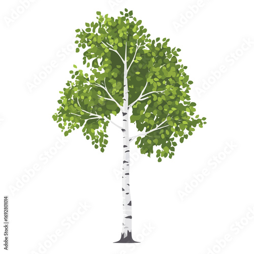 Flat 2D Silver Birch Tree illustration, vector graphic in icon style, on white background