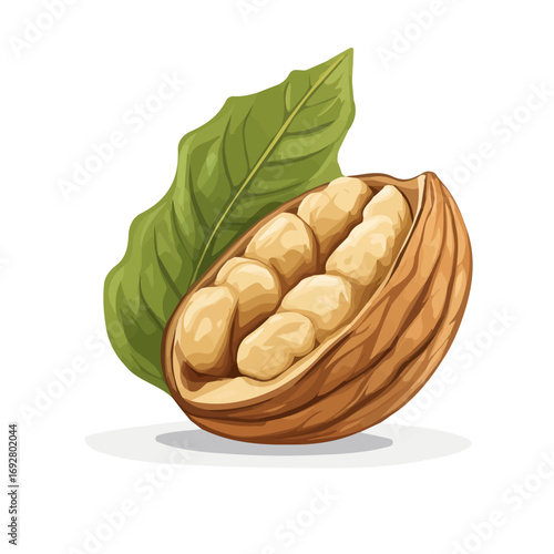 Minimal flat vector of a Walnut, 2D icon-style illustration on white background