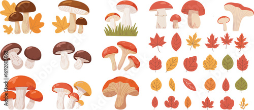 Autumn Forest Mushrooms and Fall Leaves Vector Set Colorful Botanical Clipart Isolated Nature Illustration Design for Seasonal Decoration