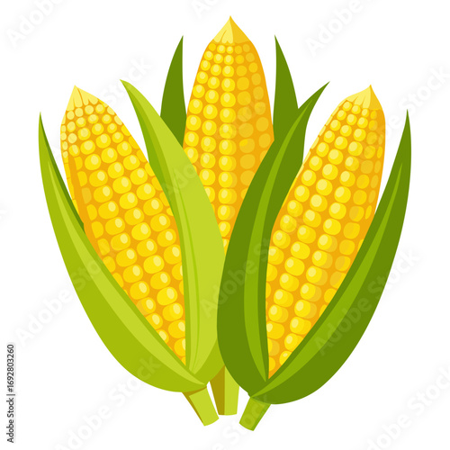 corn isolated on white background