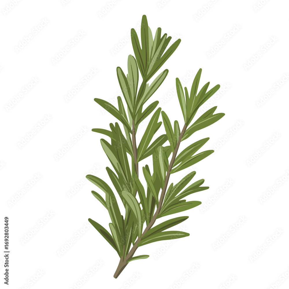 Fototapeta premium Flat 2D Rosemary illustration, vector graphic in icon style, on white background