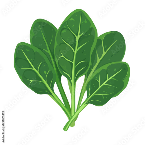 Flat 2D Spinach illustration, vector graphic in icon style, on white background