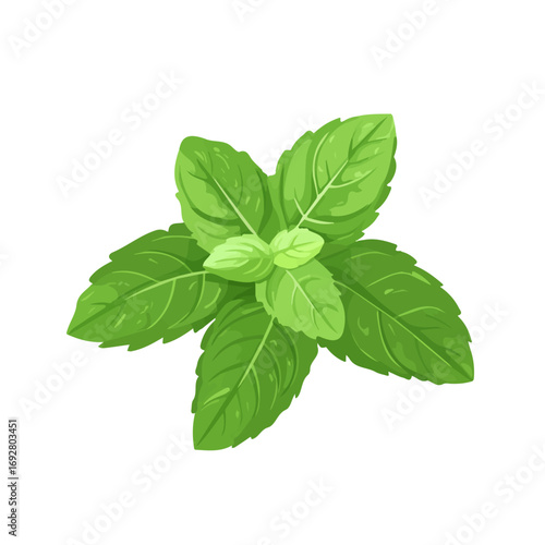 Minimal flat vector of a Wild Mint, 2D icon-style illustration on white background