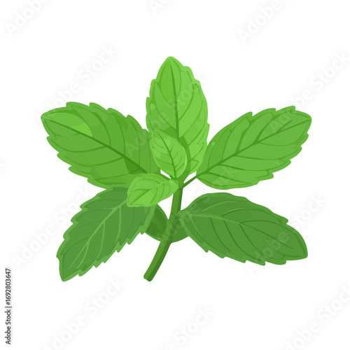 2D flat vector illustration of a Wild Mint in icon style, isolated on white background
