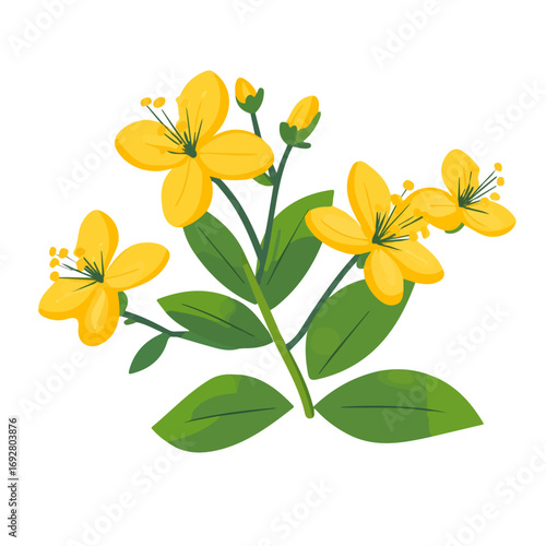 Minimal flat vector of a St. Johns Wort, 2D icon-style illustration on white background