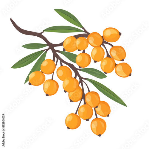 Minimal flat vector of a Sea Buckthorn, 2D icon-style illustration on white background