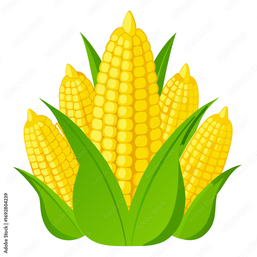 Obraz premium corn isolated on white background