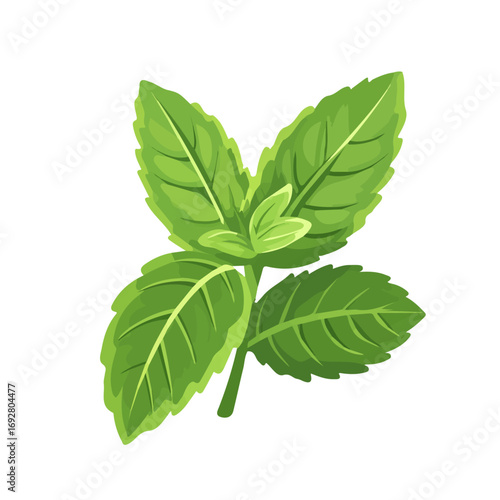 Flat 2D Wild Mint illustration, vector graphic in icon style, on white background