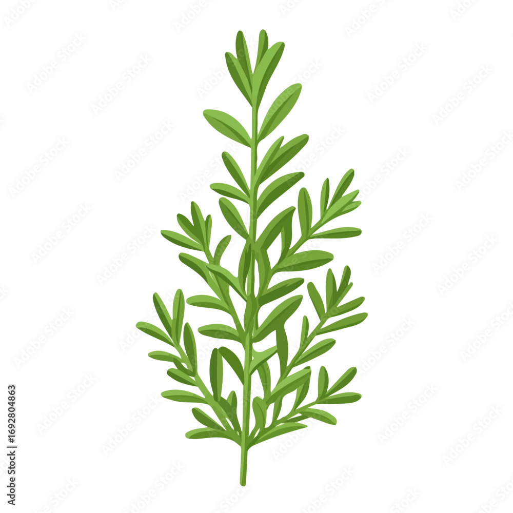 Fototapeta premium Rosemary, flat style 2D vector image, isolated on a white background
