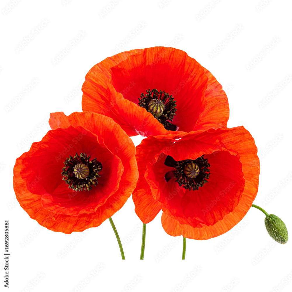 Obraz premium Poppy flowers isolated on transparent background red poppy flower isolated photo PNG image detailed and vivid floral photography nature close-up springtime illustration