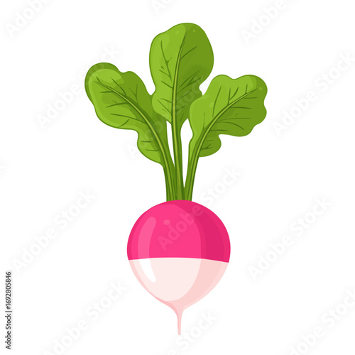 Radish, flat style 2D vector image, isolated on a white background