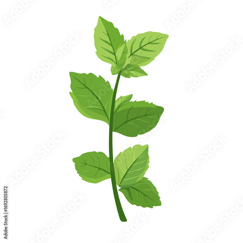 Spearmint, flat style 2D vector image, isolated on a white background