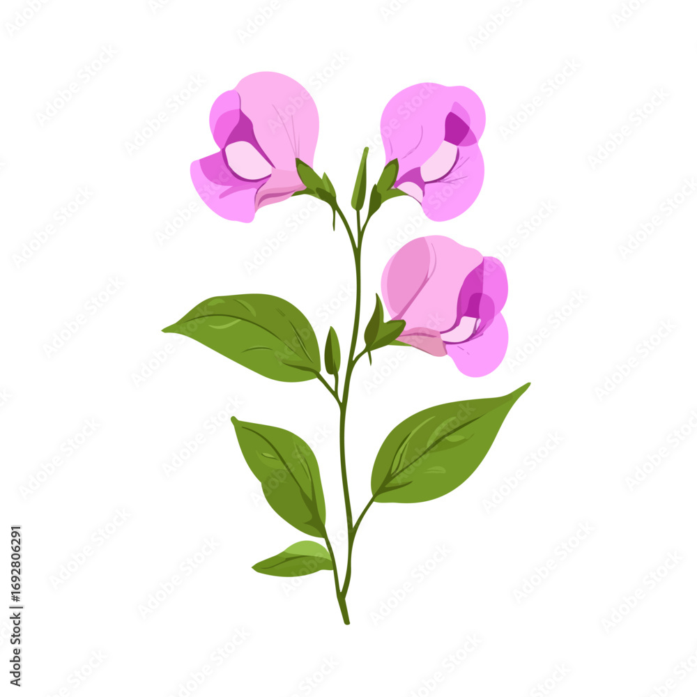 Fototapeta premium Minimal flat vector of a Sweet Pea Flower, 2D icon-style illustration on white background