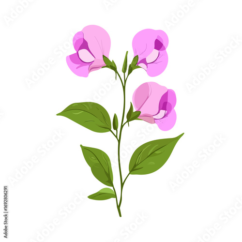 Minimal flat vector of a Sweet Pea Flower, 2D icon-style illustration on white background