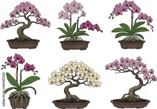 Beautiful orchids in bonsai pots, colorful orchid flowers, tropical potted plants, flowering bonsai trees, exotic indoor garden decor, nature floral arrangement