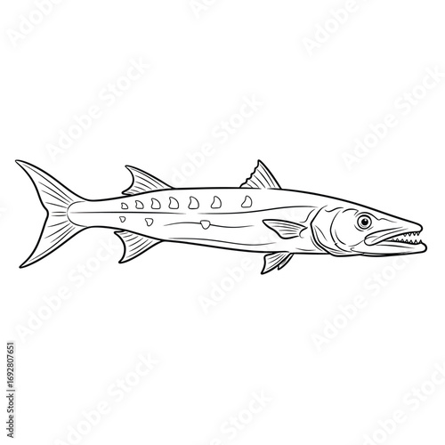 Barracuda fish line art illustration