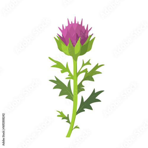 Milk Thistle, flat style 2D vector image, isolated on a white background
